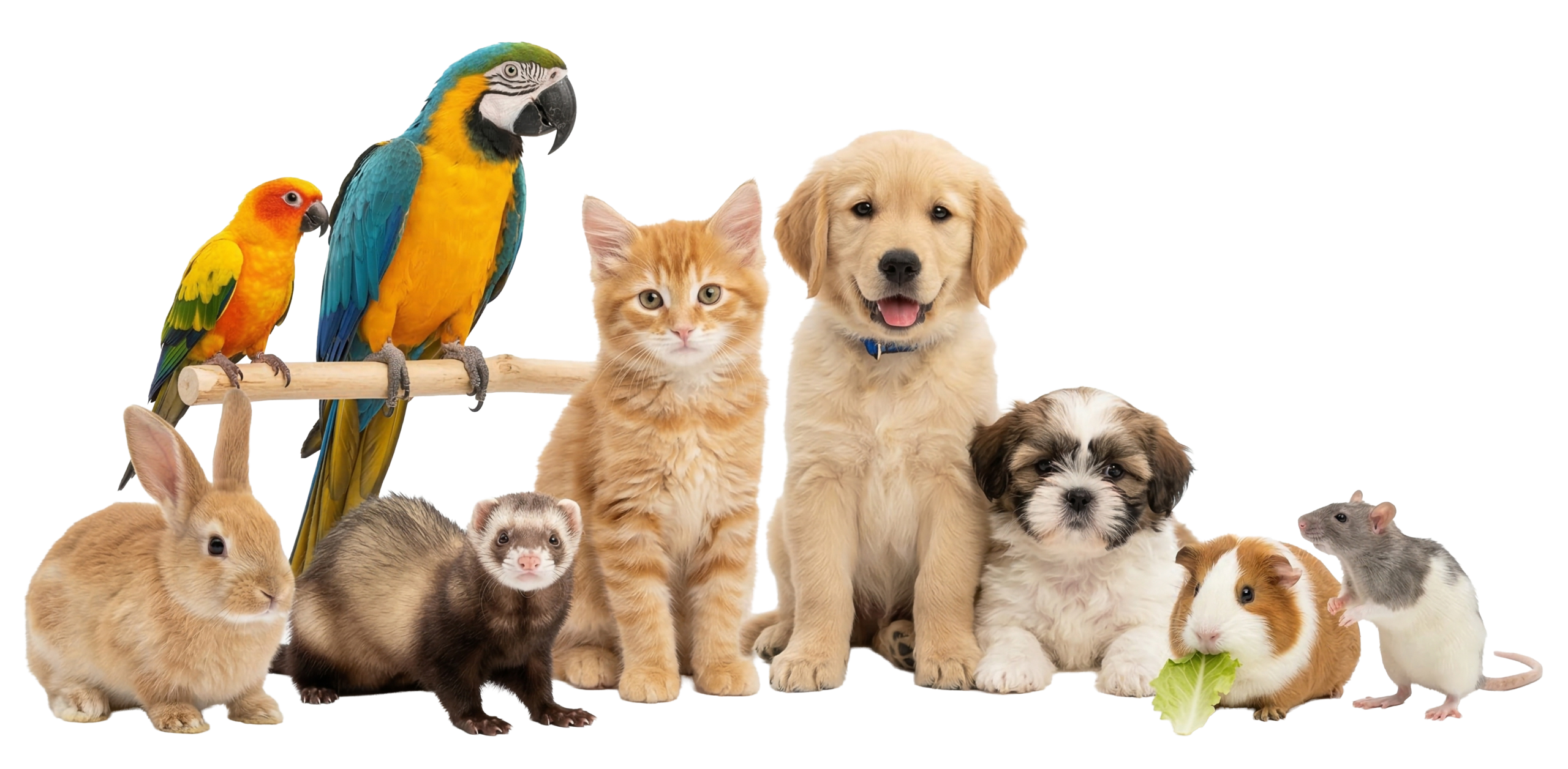 Cute Pets. Great Cause.